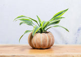 Cement Pumpkin Planter