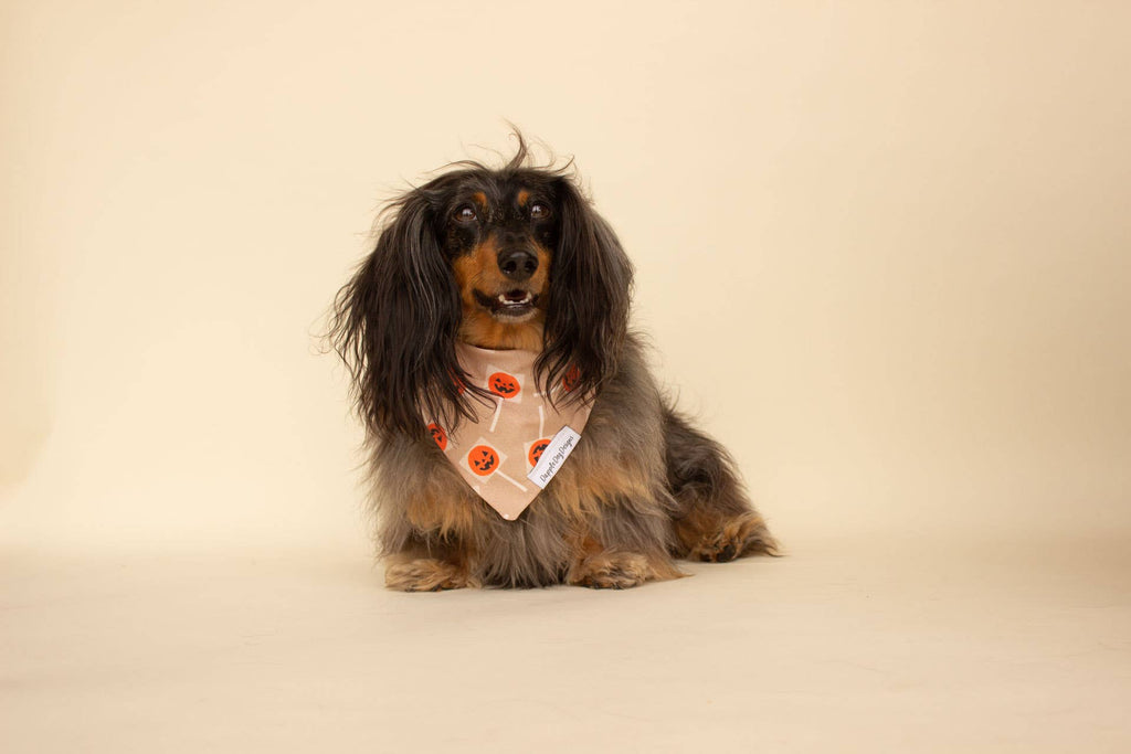 Pumpkin Lollipops Bandana - Halloween Dog Bandana- CLEARANCE