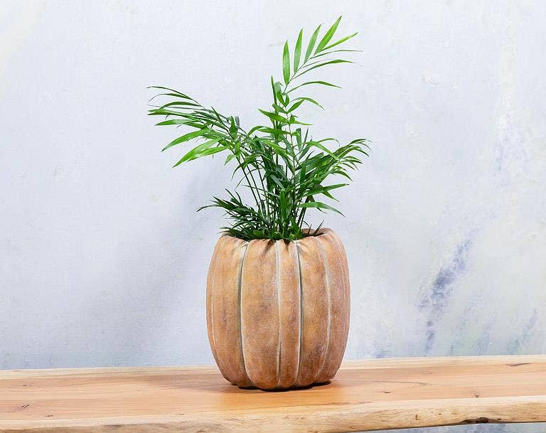 Cement Pumpkin Planter