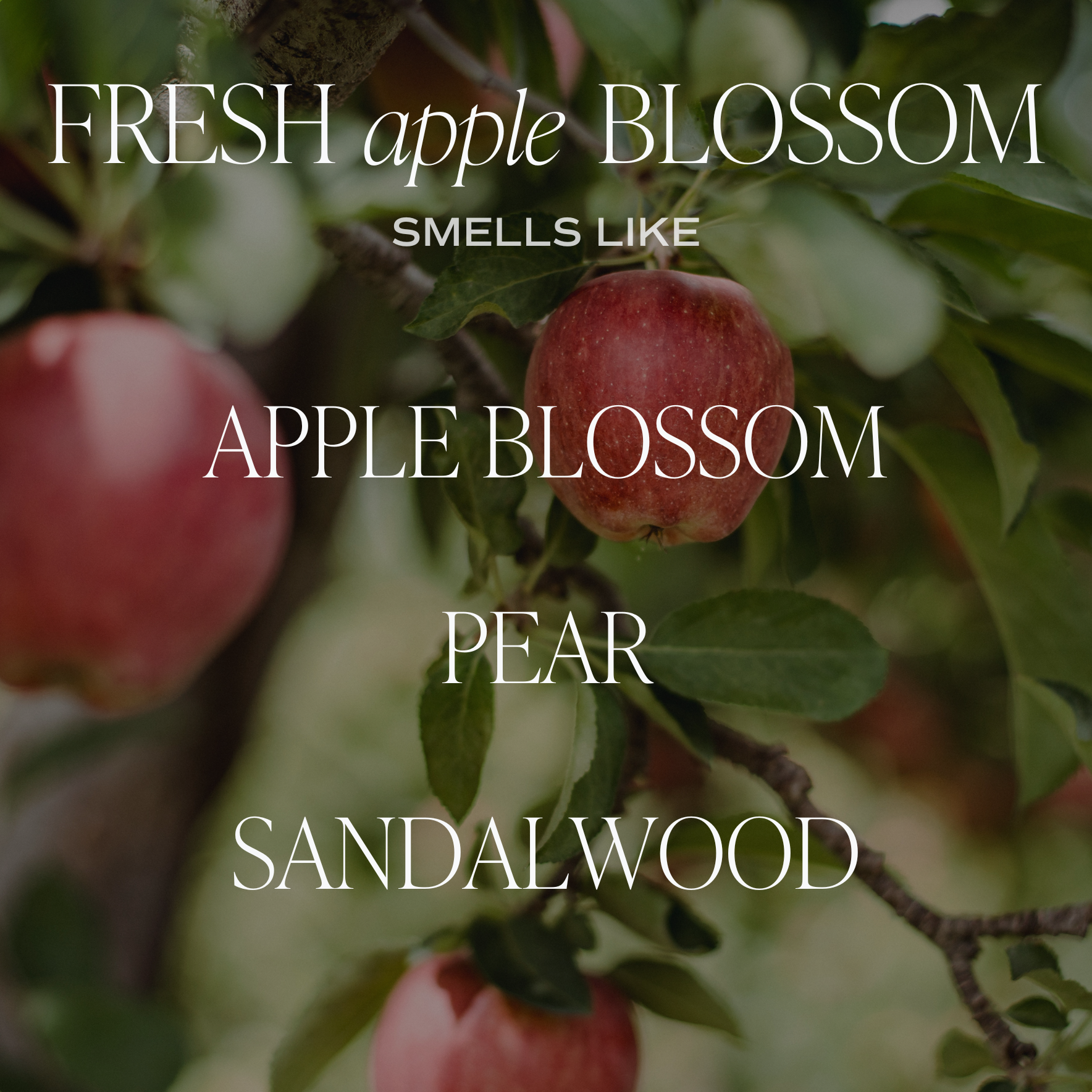 Fresh Apple Blossom 11 oz Soy Candle - Fall Decor & Gifts